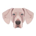 Illustration dog`s head Weimaraner